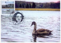 Финляндия. Петерспост. EUROPA. Птицы. Лебедь. Картмаксимум с гашением "Peterspost Hki-01"